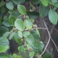 Mitragyna parvifolia (Roxb.) Korth.